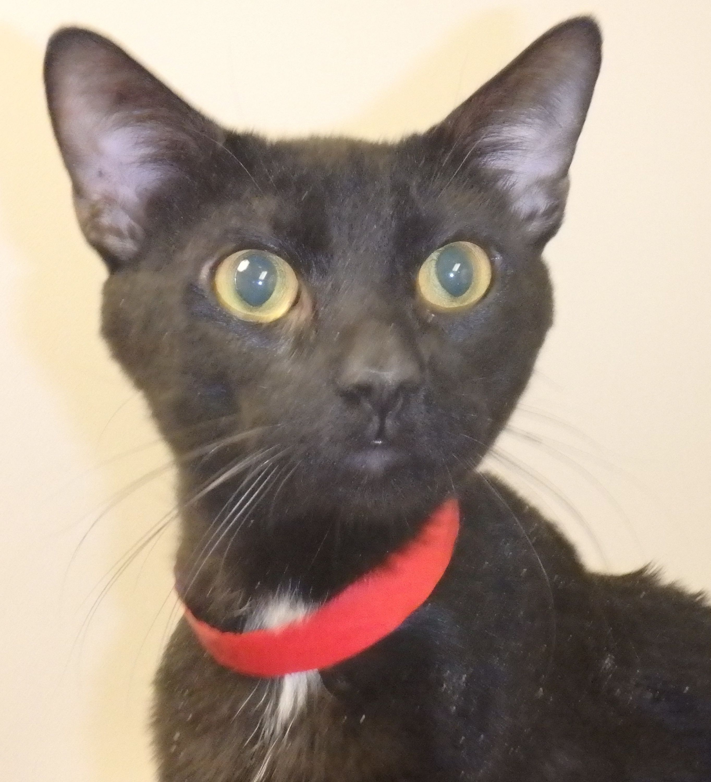 POW-11-29-2018-West_Cat-FELICE_CROP-USE_THIS.jpg