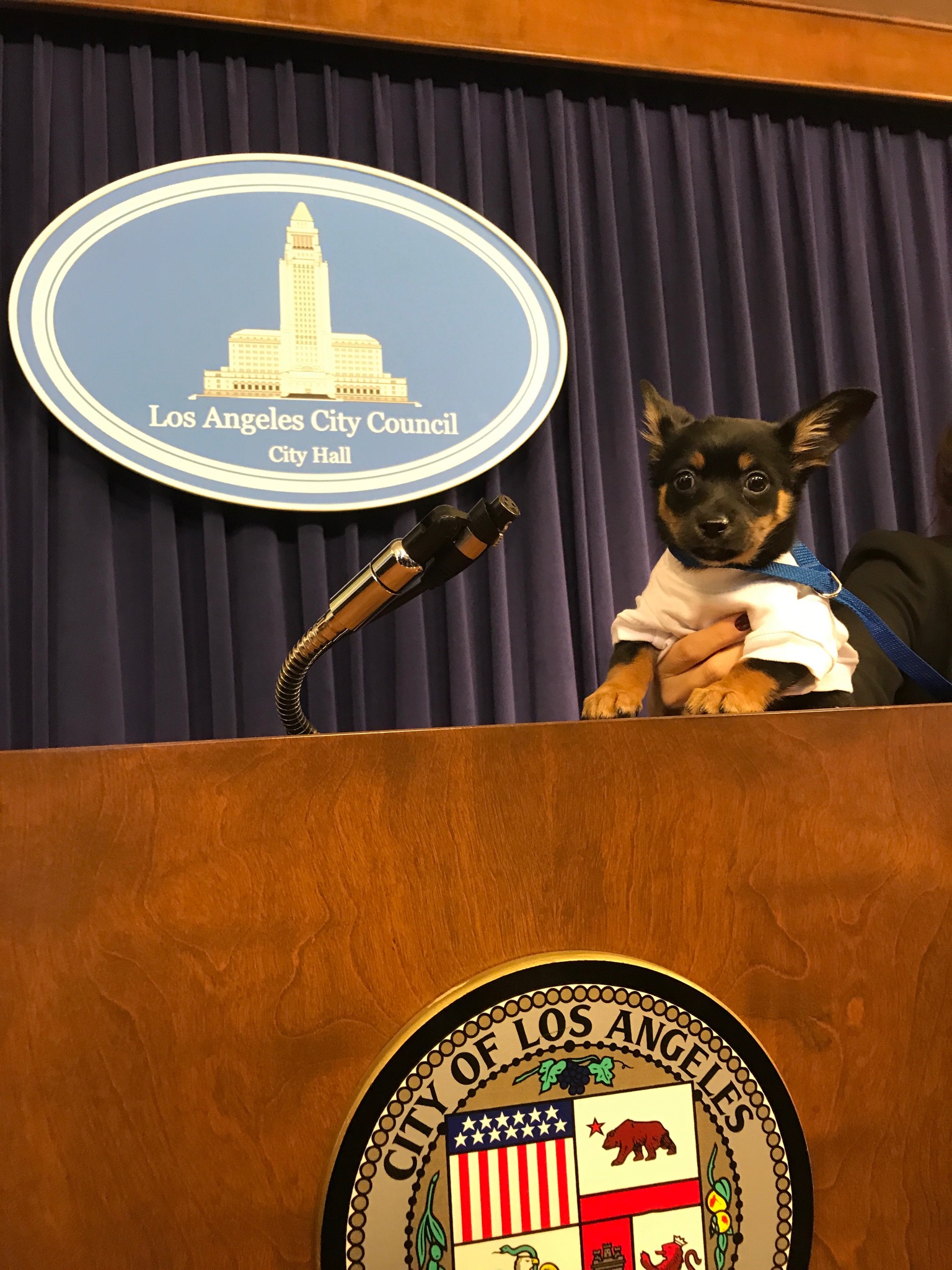 spca2.jpg