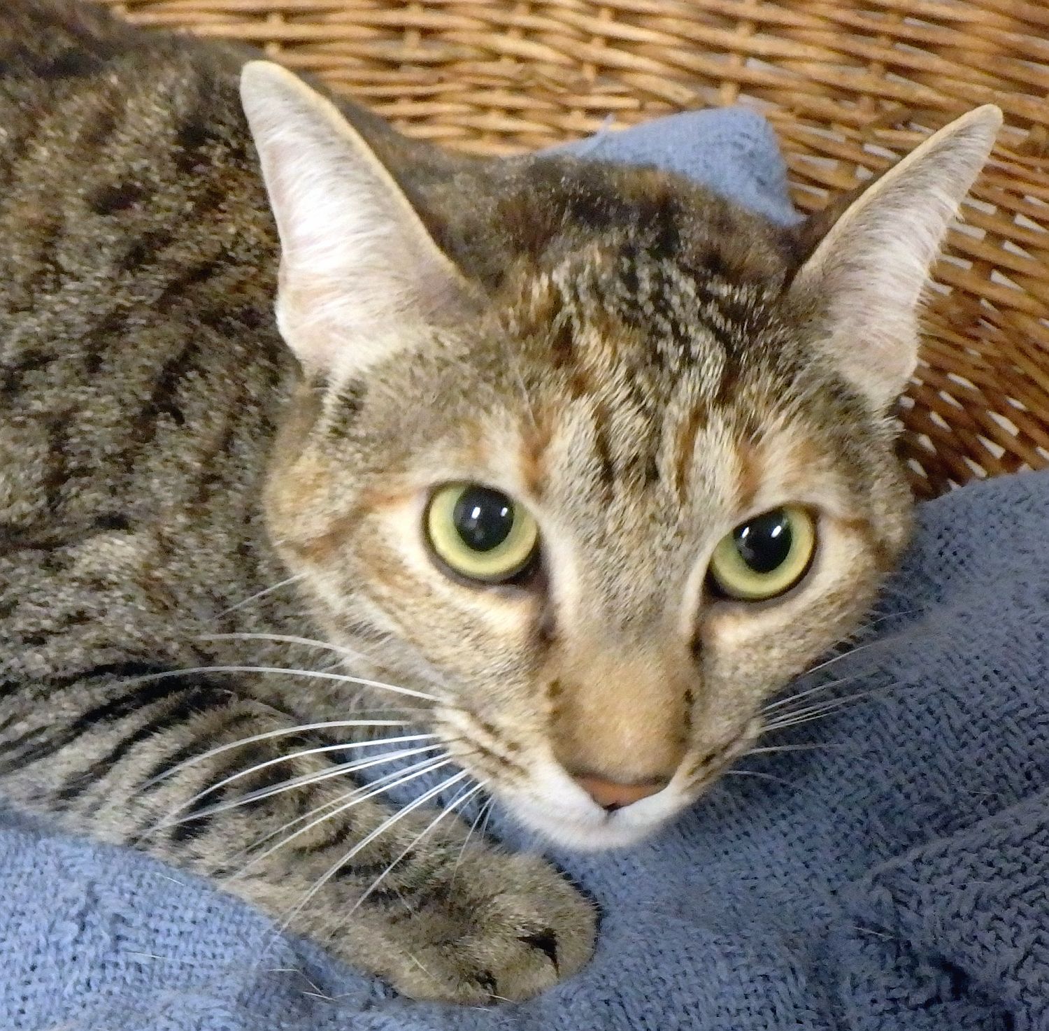 POW-4-27-2017-west_cat-WEB-USE_THIS.jpg