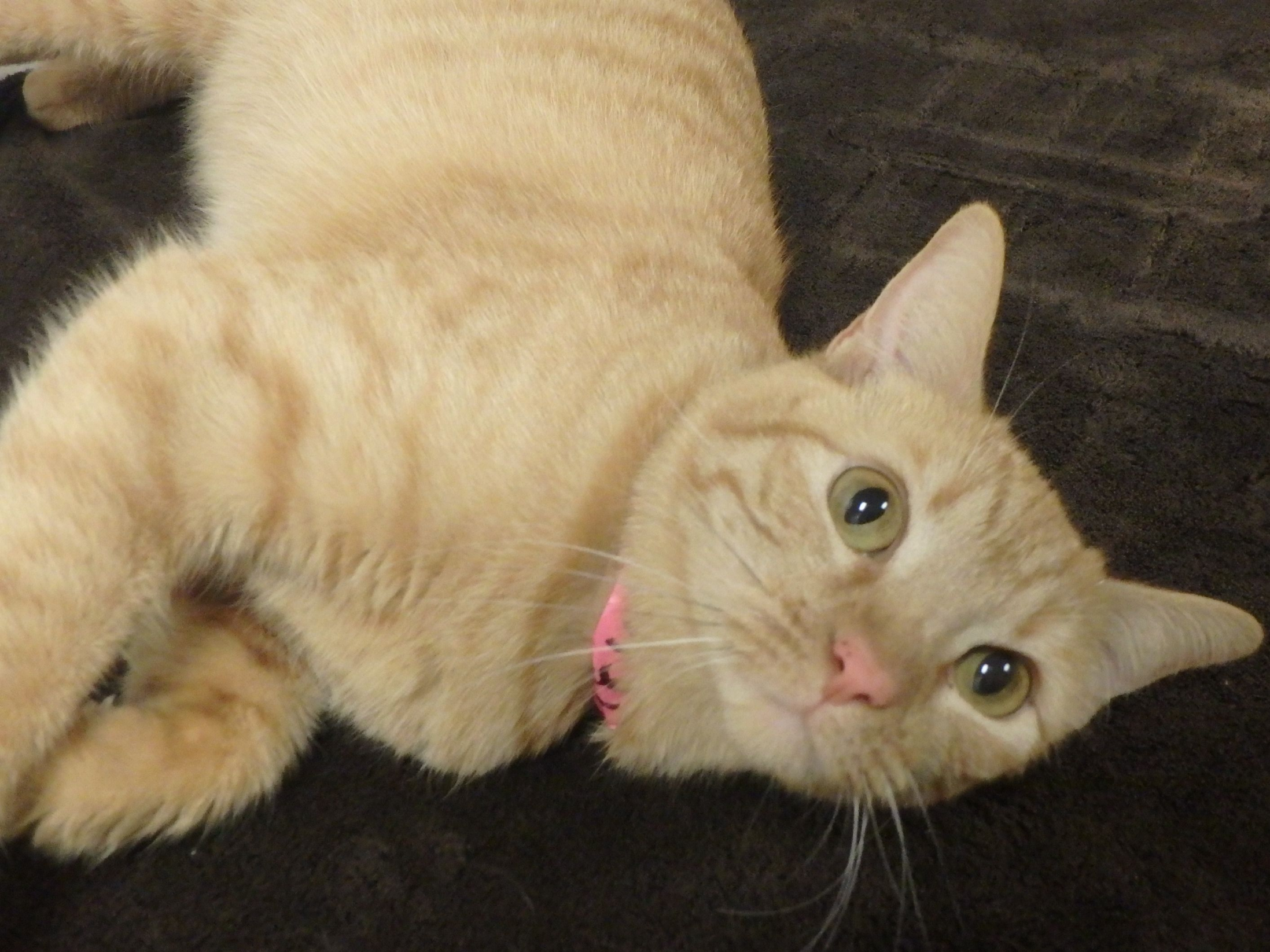 cat.png
