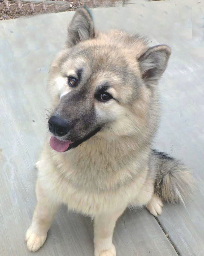 dog.png