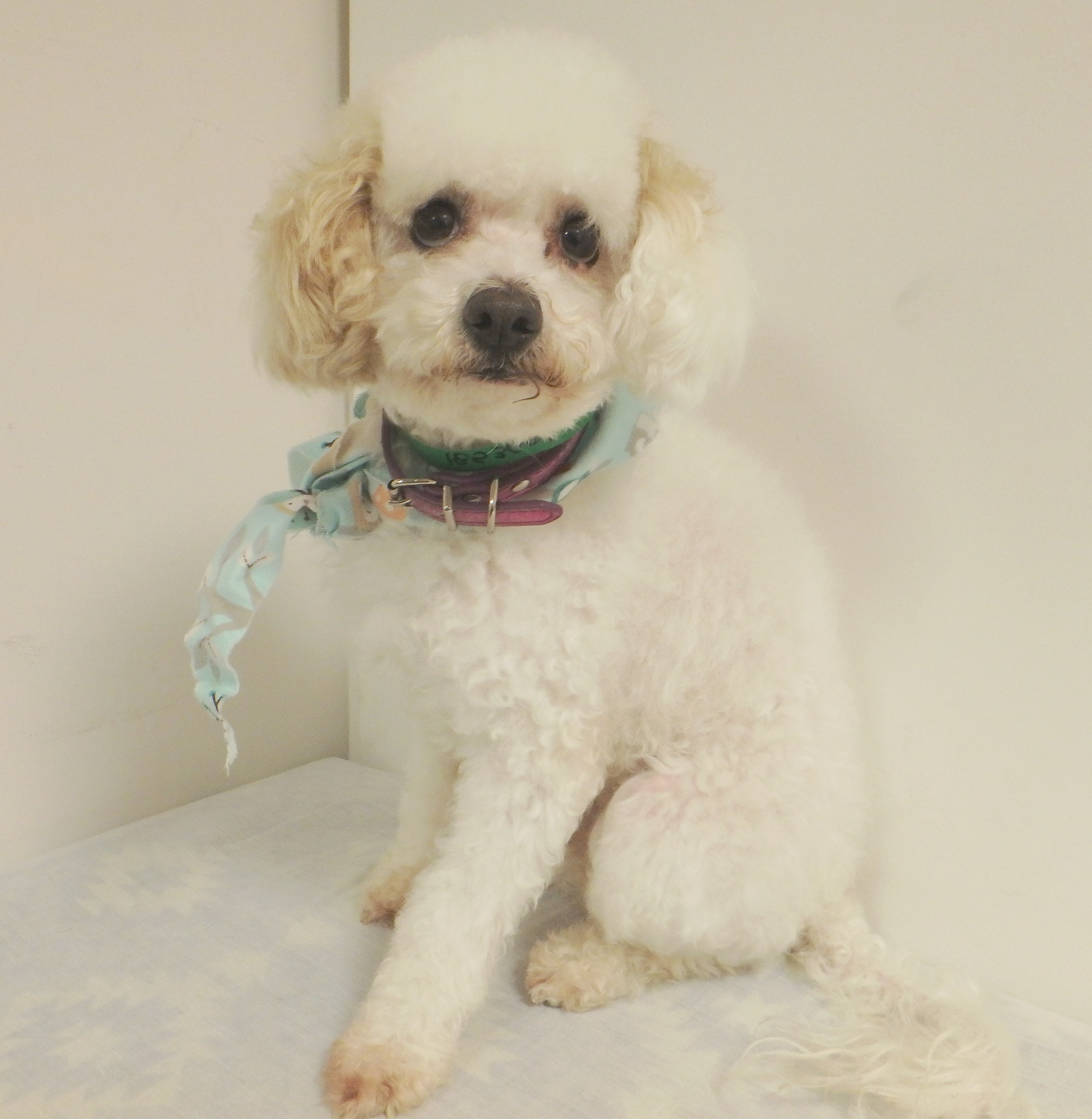Dog.jpg