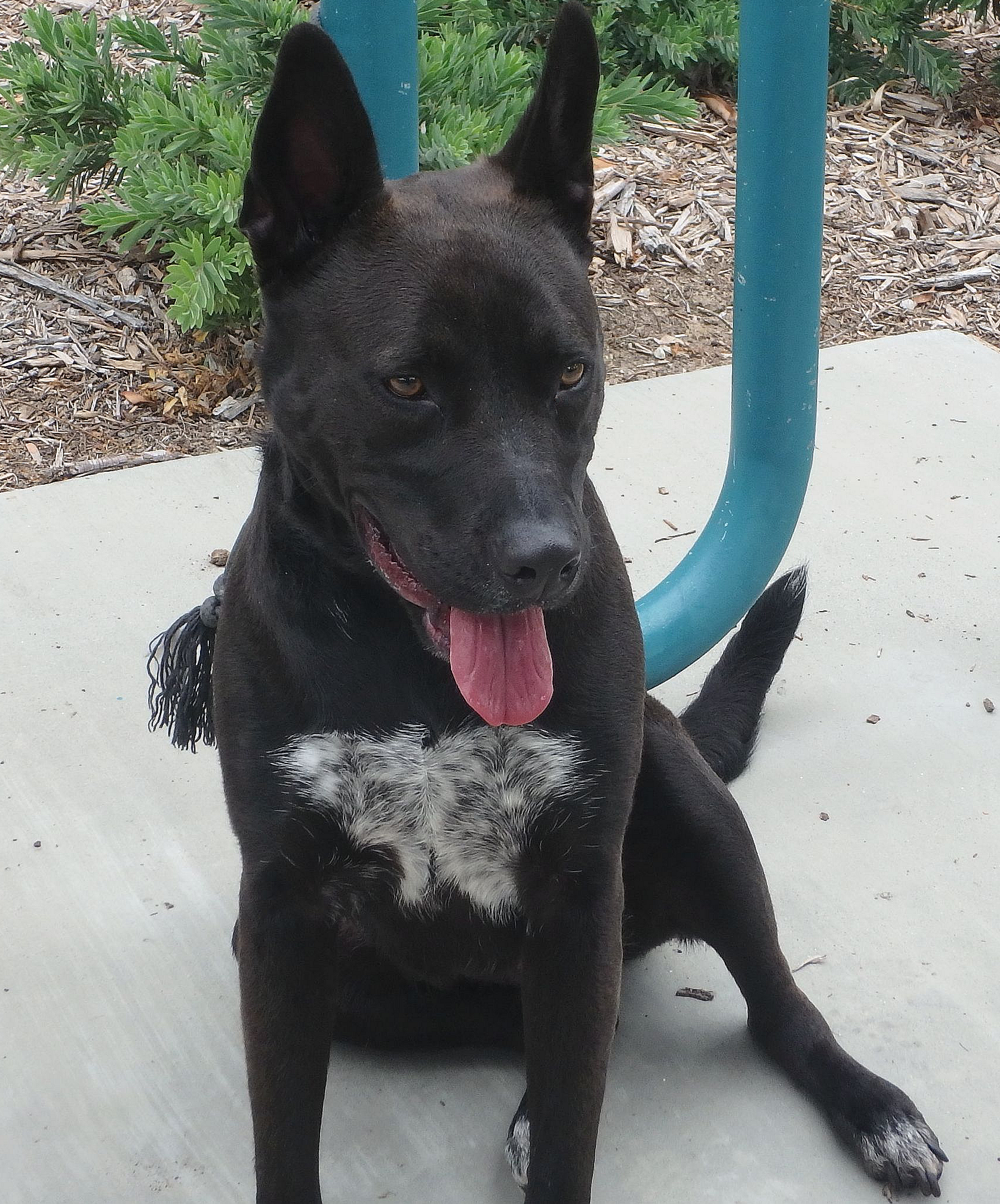 dog.png