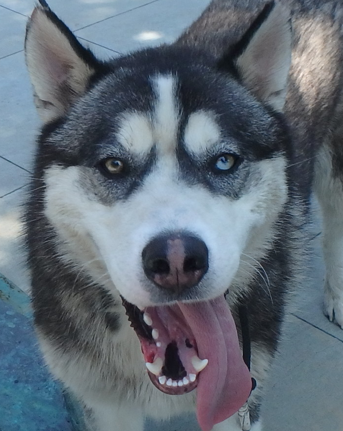dog_2.png
