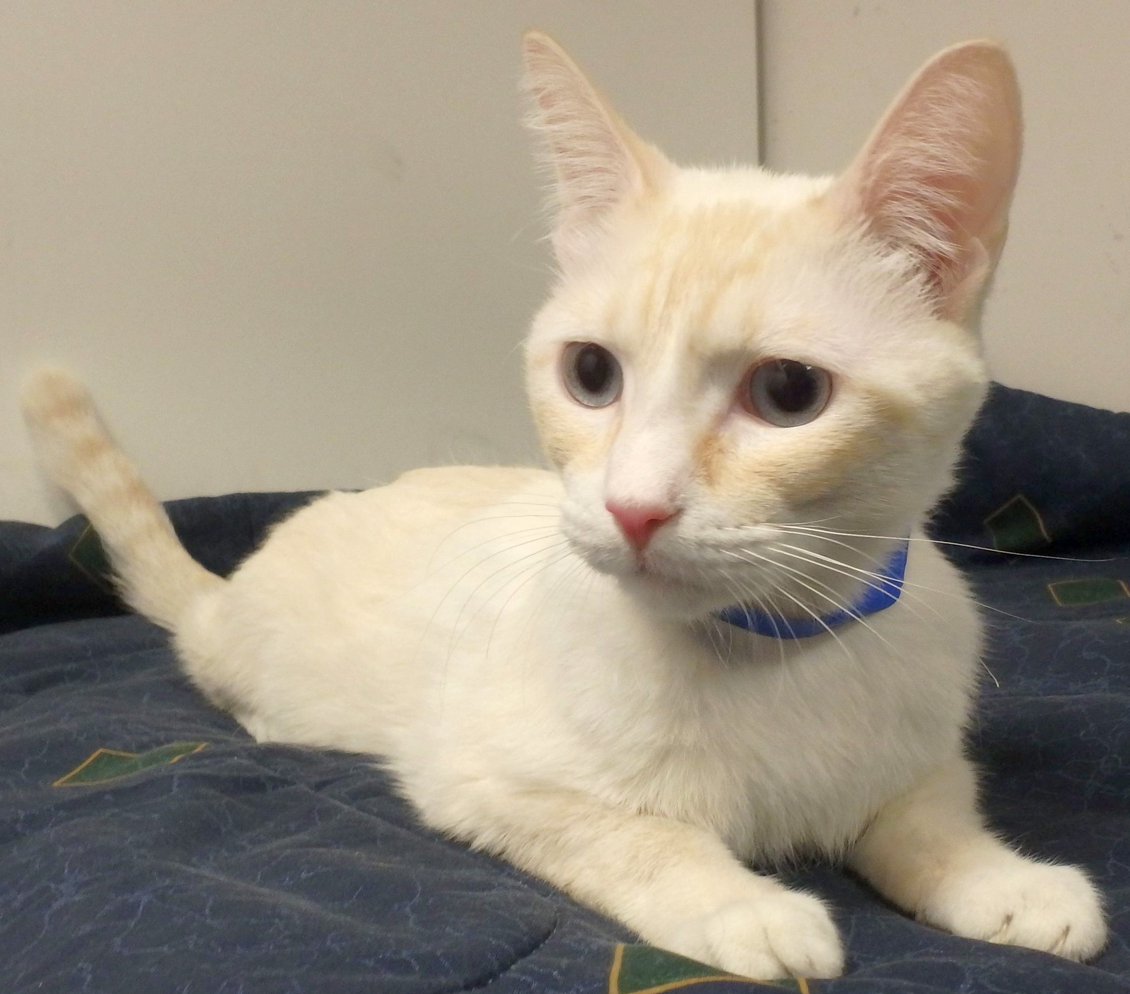 cat_10.22.19.jpg