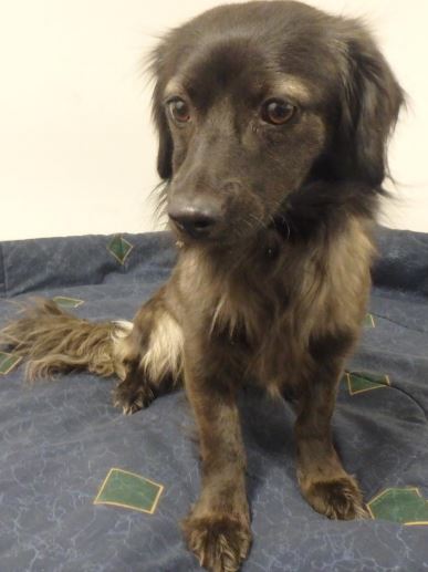 dog_10.22.19.JPG