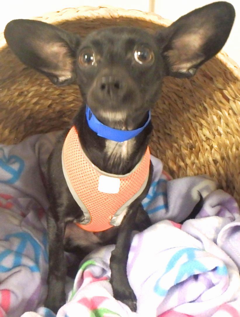 Dog.jpg