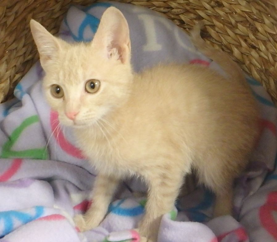 kitten.JPG