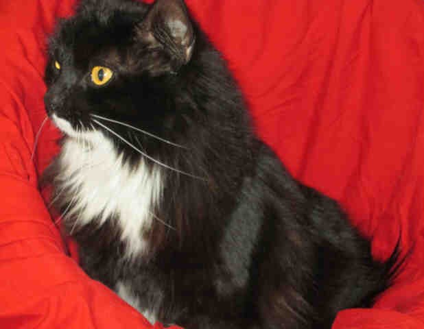 Miss_B_Cat.jpg