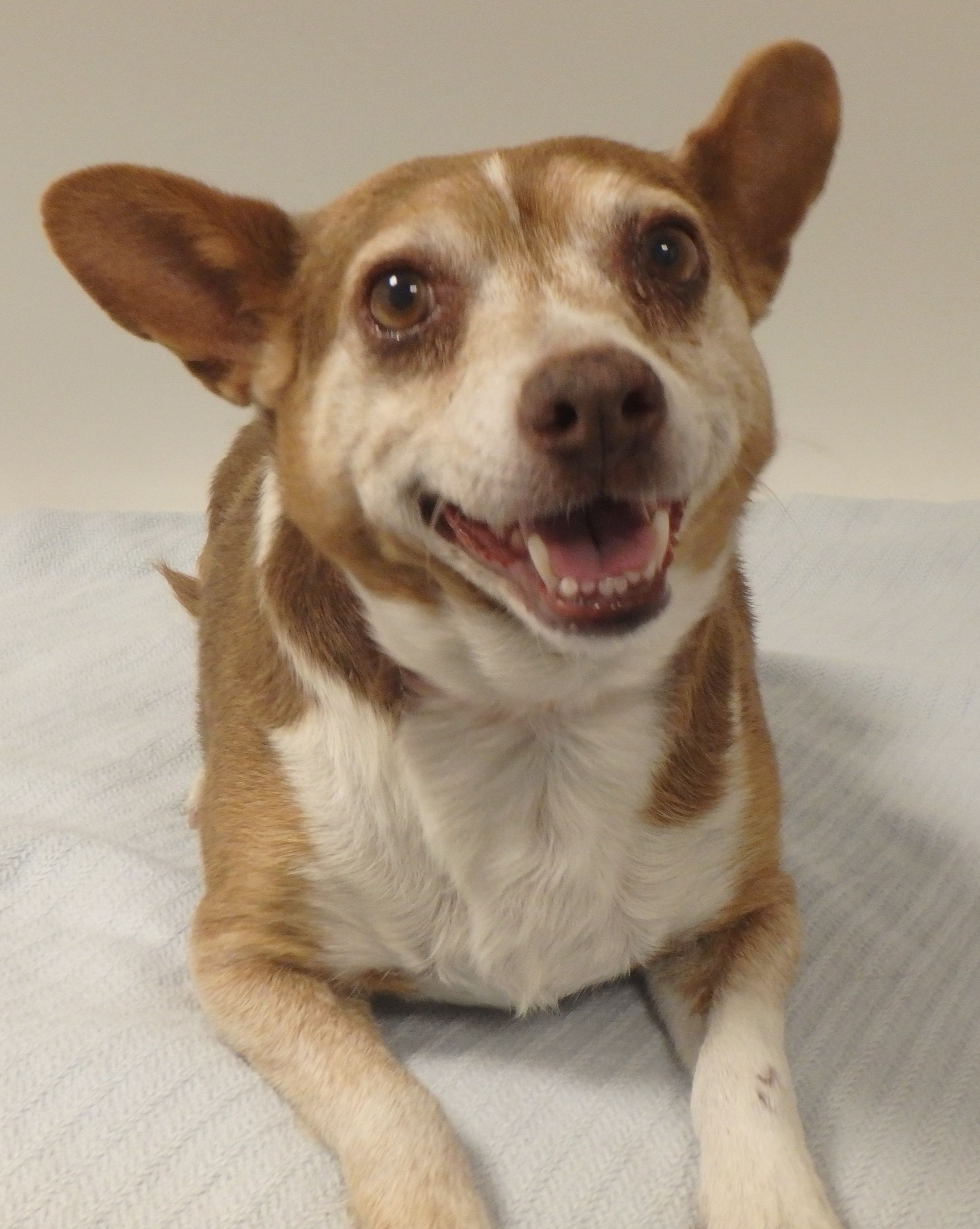 Tyson_Dog.jpg
